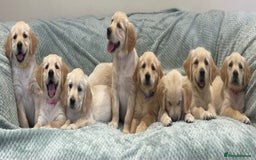 Golden Retriever dogs for sale: Quality Litter Of KC Reg Golden Retriever Puppies  - Image 10
