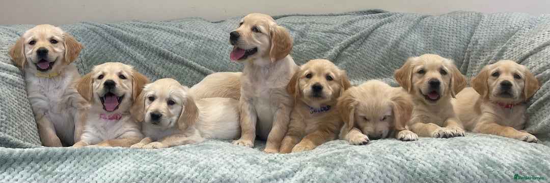 Golden Retriever dogs for sale: Quality Litter Of KC Reg Golden Retriever Puppies  - Image 10