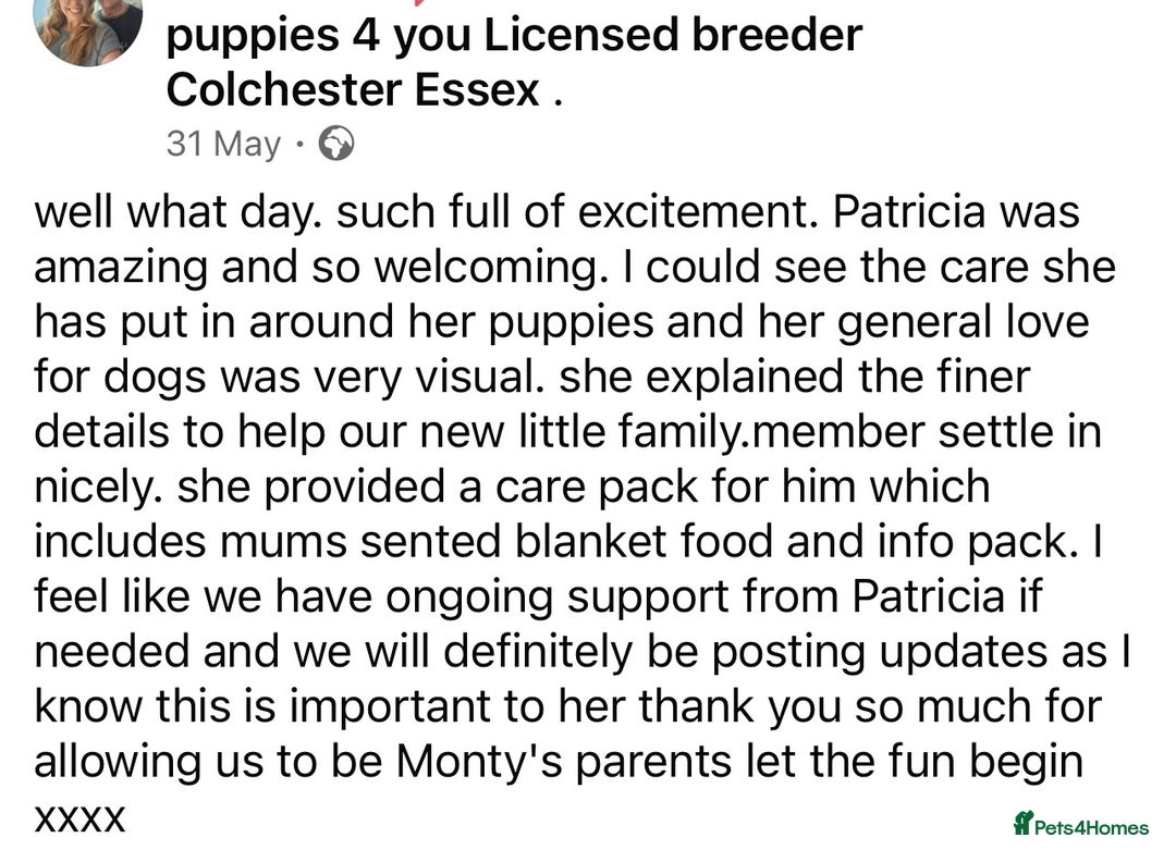 Cockapoo dogs for sale: 4⭐️Licensed Breeder Cockapoo Puppies - Image 32