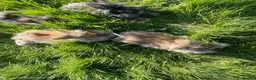 Lionhead rabbits for sale: Baby Lion head bunnies for sale - Advert 3