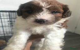 Mixed Breed dogs for sale: Mini poodle mix pups ready for forever homes - Image 13