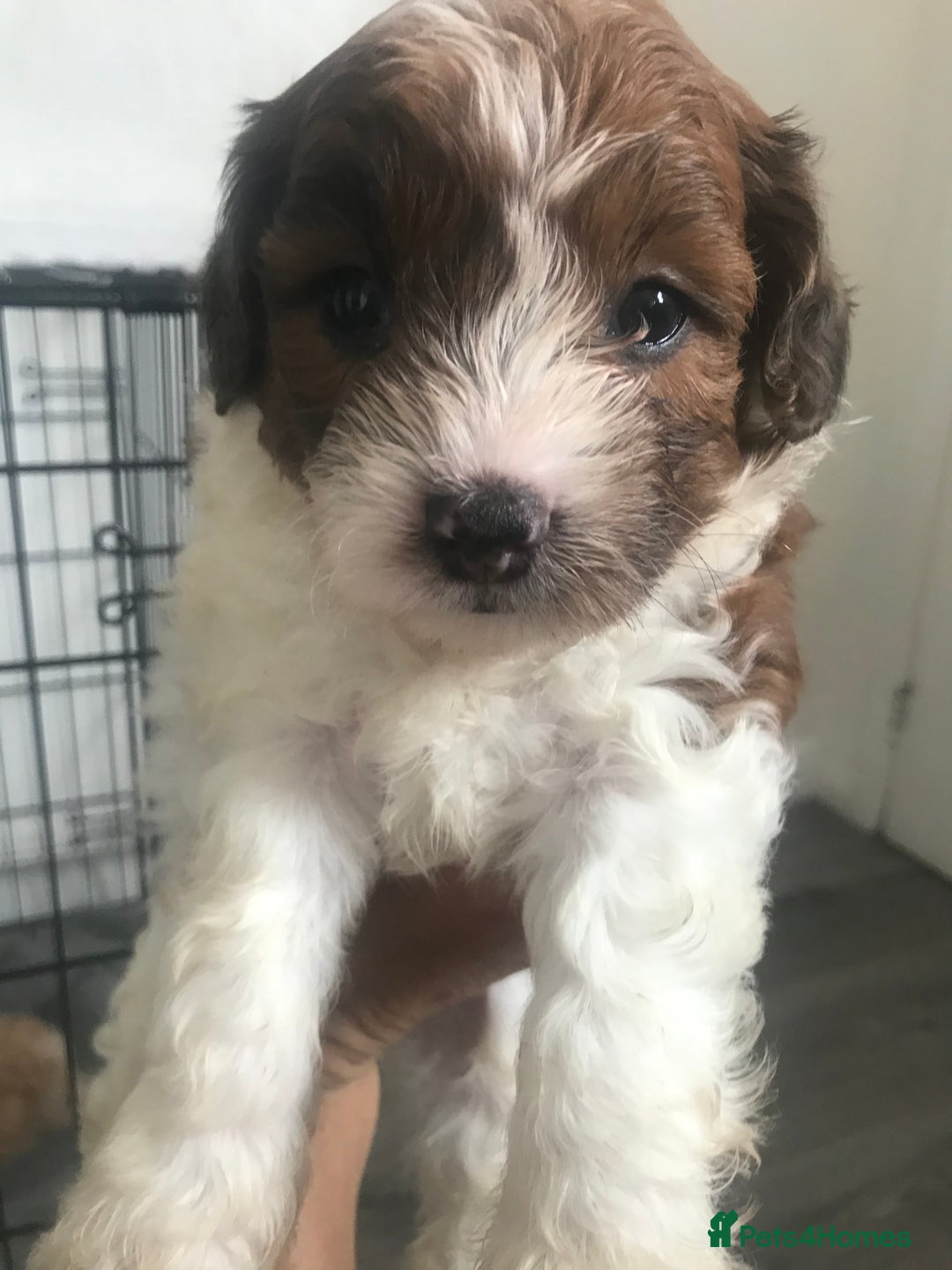 Mixed Breed dogs for sale: Mini poodle mix pups ready for forever homes - Image 13