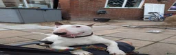 English Bull Terrier dogs for sale: English bull terrier - Loving Home Wanted in Stockport - Advert 3