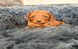 Cockapoo dogs for sale: Beautiful fox red cockapoo - Image 18