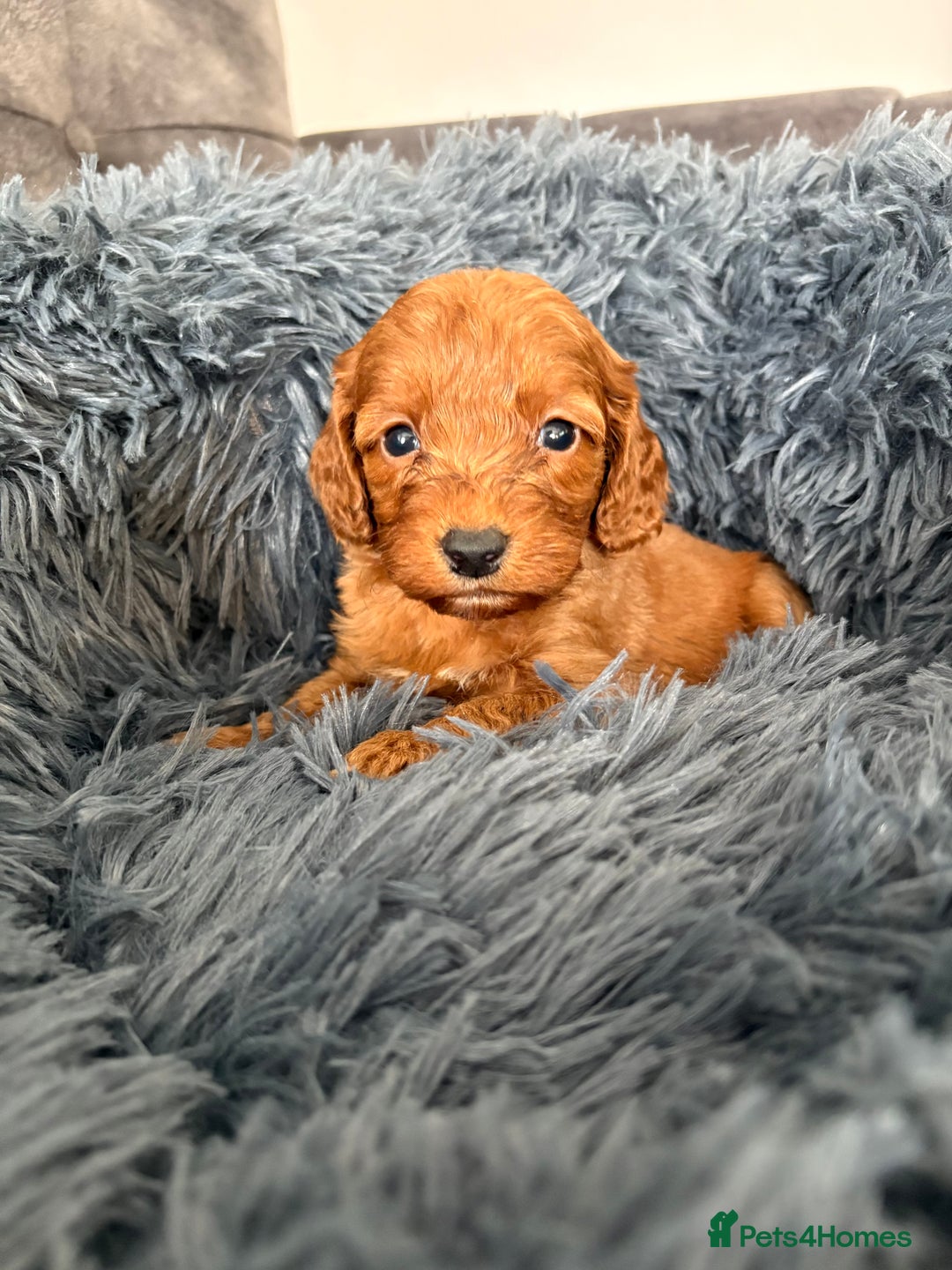 Cockapoo dogs for sale: Beautiful fox red cockapoo - Image 18