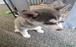 Siberian Husky dogs for sale: 4 lovely husky puppies for sale  - Image 12