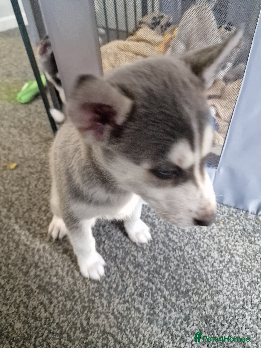 Siberian Husky dogs for sale: 4 lovely husky puppies for sale  - Image 12
