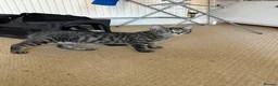 Mixed Breed cats for sale: female kittens - tabby and black  - Advert 7