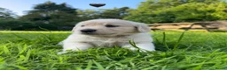 Golden Retriever dogs for sale: KC Registered Golden Retriever puppies in Pencader - Advert 19