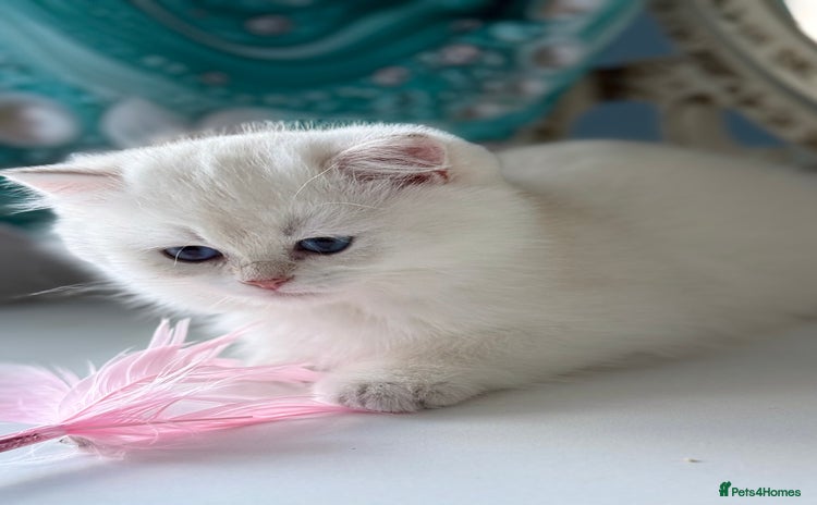 British Shorthair cats - Advert 2