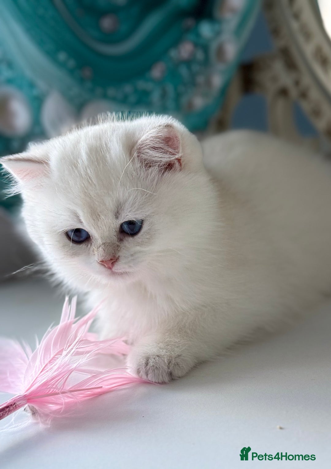 British Shorthair cats for sale: 🌟Adorable Pure BSH 5 kittens 🌟 - Image 20
