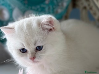 British Shorthair cats Only one BSH Snowwhite girl with blue eyes left 🌟 - Advert 6