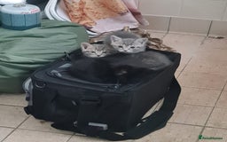 Mixed Breed cats for sale: Male Tabby For Sale - Image 1