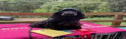 Cocker Spaniel dogs for sale: SHOW TYPE COCKER SPANIEL PUPPIES, Expected  - Advert 4