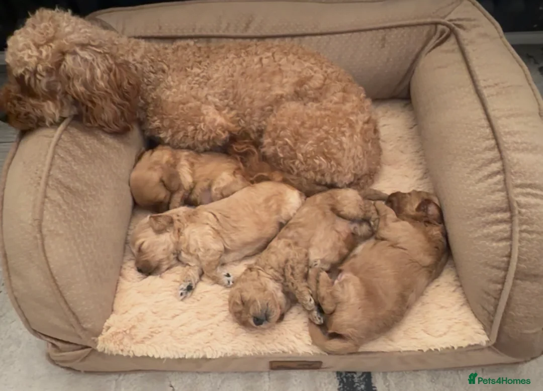 Cavapoo dogs for sale: F2 cavapoo puppies in Sunderland - Advert 2
