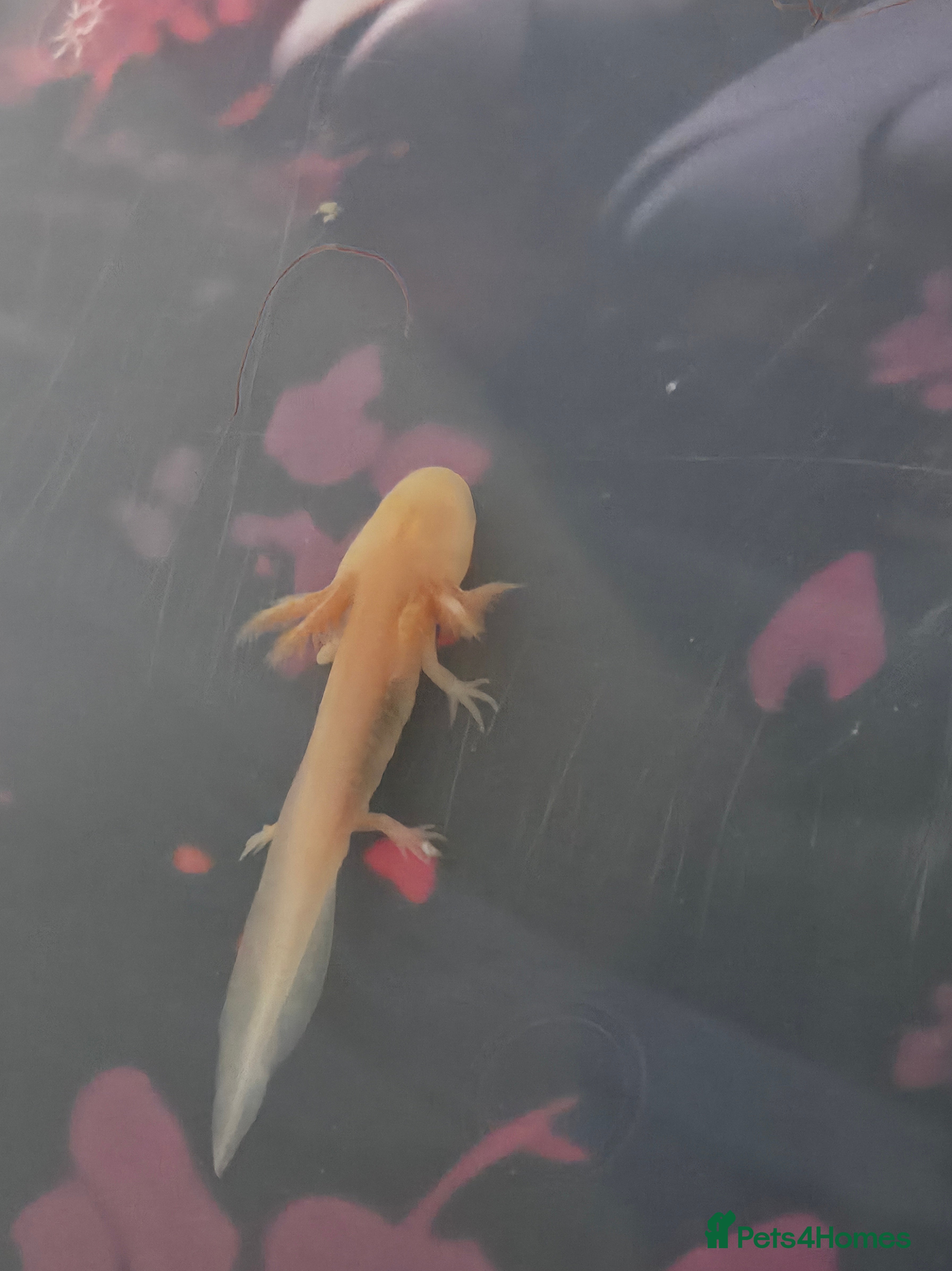 Axolotl reptiles Beautiful golden axolotle juvenile - Advert 1
