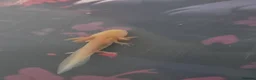 Axolotl reptiles for sale: Beautiful golden axolotle juvenile - Advert 1