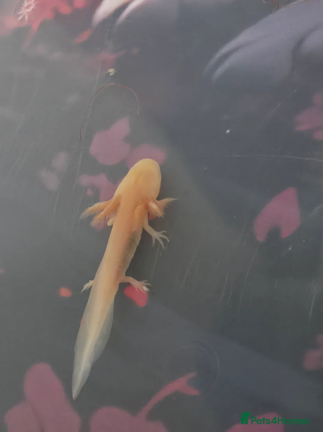 Axolotl reptiles for sale: Beautiful golden axolotle juvenile - Advert 1