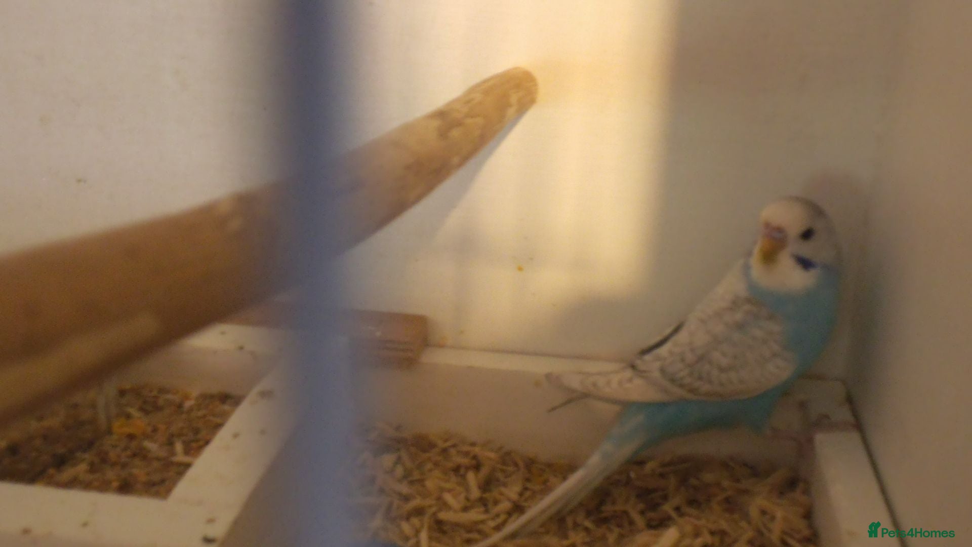 Budgerigars birds Beautiful Baby Boy Budgie 7 Weeks Old - Advert 2