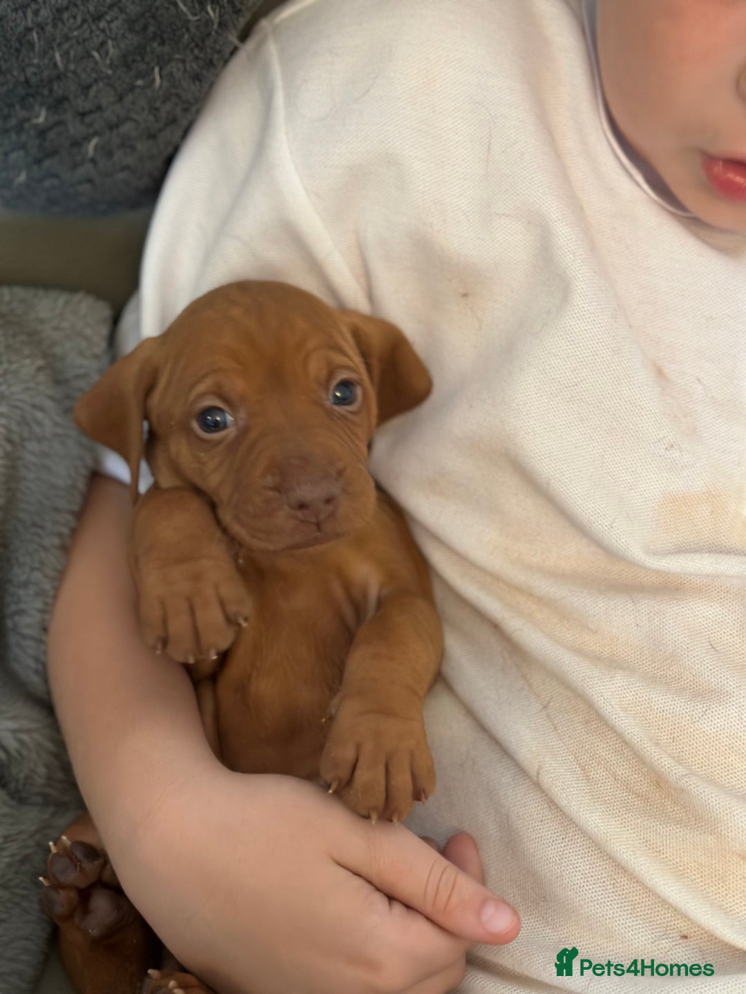 Hungarian Vizsla dogs for sale: Amazing Hungarian vizsla puppies - Image 36