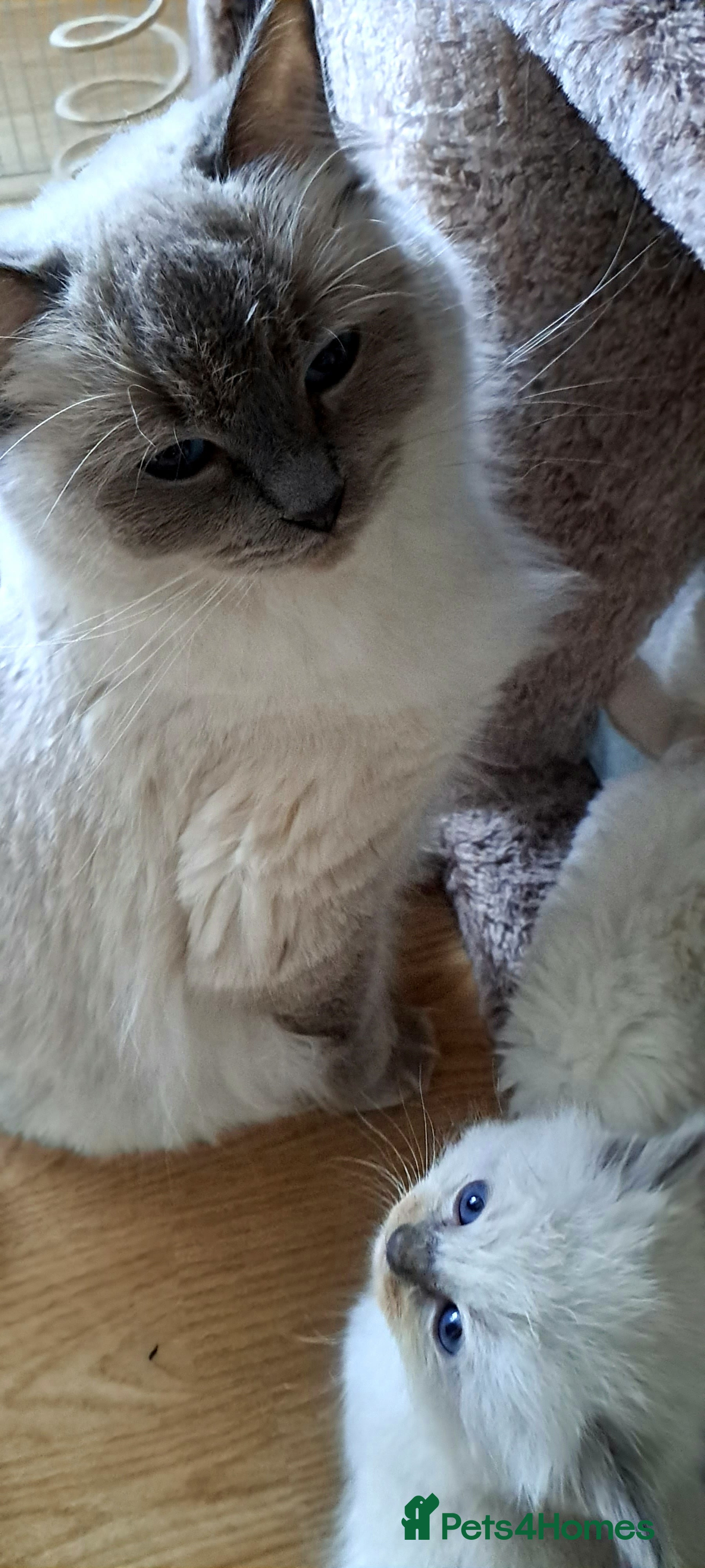 Ragdoll cats Agilamour kittens GCCF registered  - Advert 1