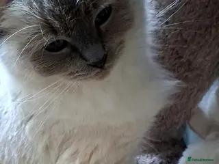 Ragdoll cats Agilamour kittens GCCF registered - Advert 1