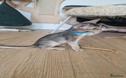 Abyssinian cats for sale: SILVER Abyssinian kittens - Image 8