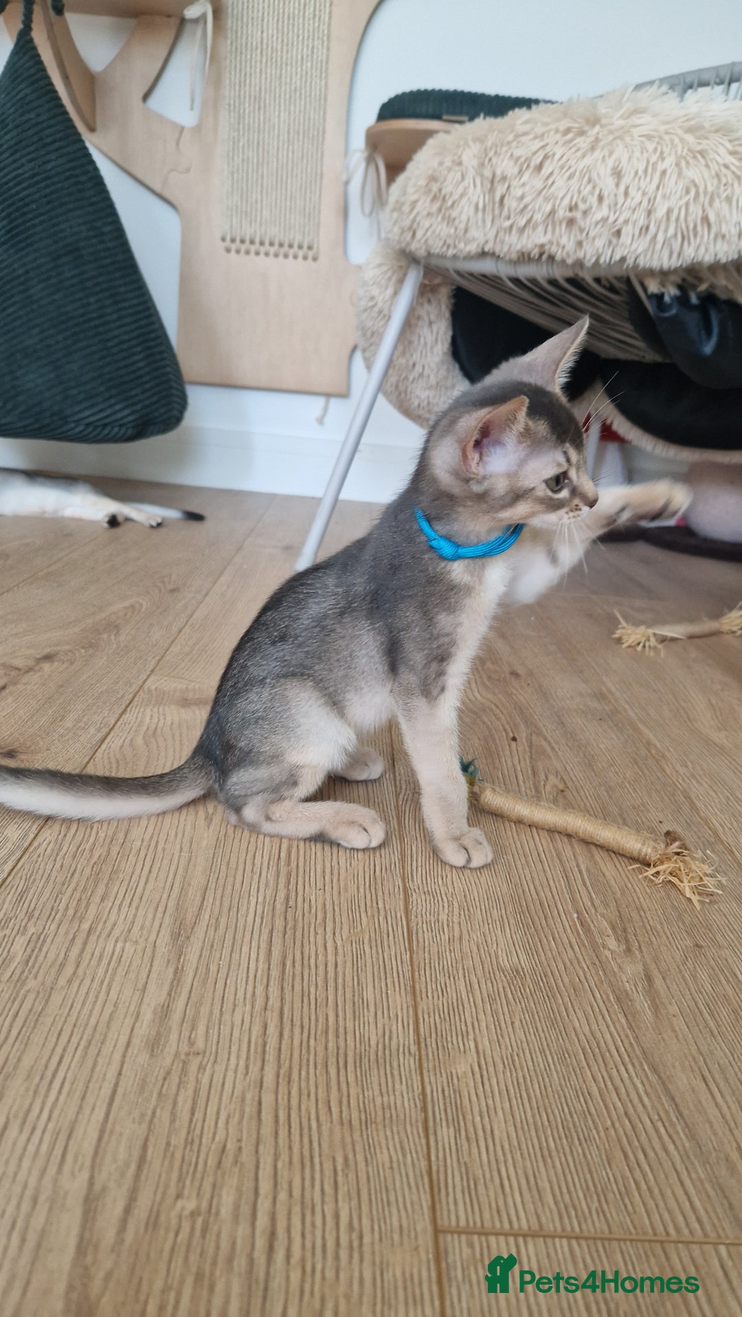 Abyssinian cats for sale: SILVER Abyssinian kittens - Image 8