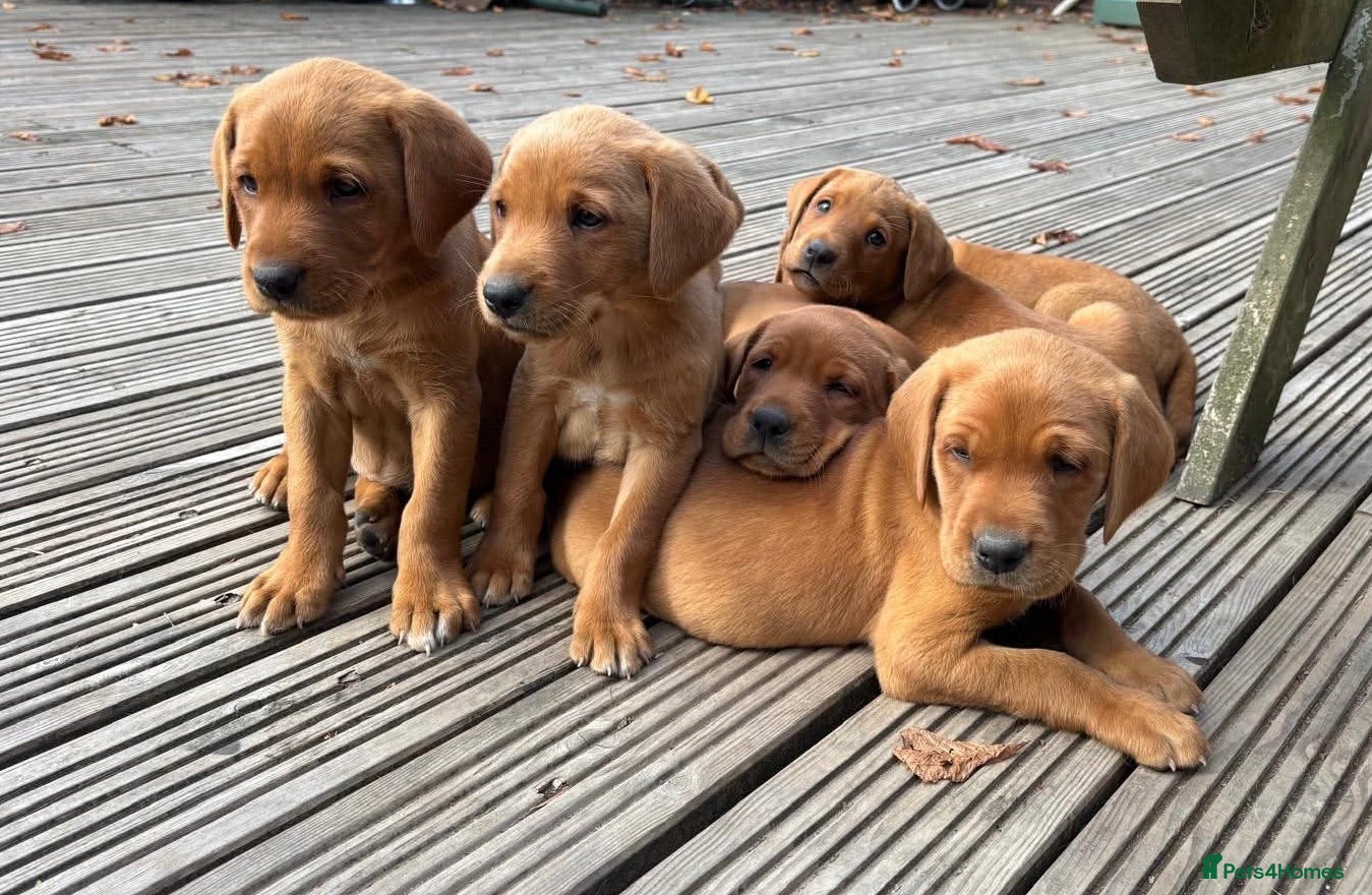 Labrador Retriever dogs Beautiful fox red labradrs - Advert 2