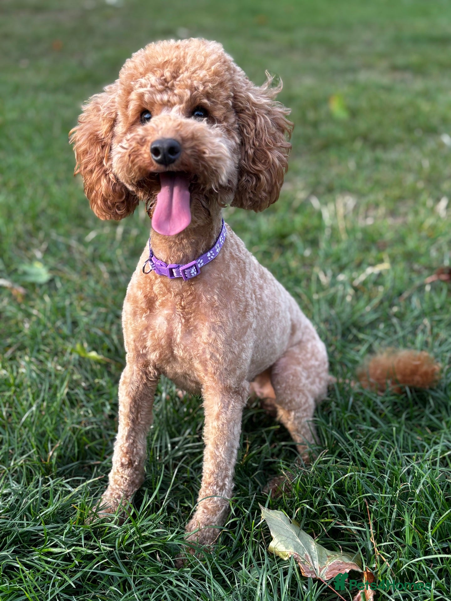 Toy Poodle dogs KC Registered Toy Poodle Puppies for Sale - Advert 4