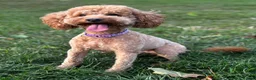Toy Poodle dogs for sale: KC Registered Toy Poodle Puppies for Sale - Advert 1