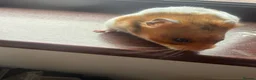 Hamster rodents for sale: Syrian hamster free to a good home  - Advert 15
