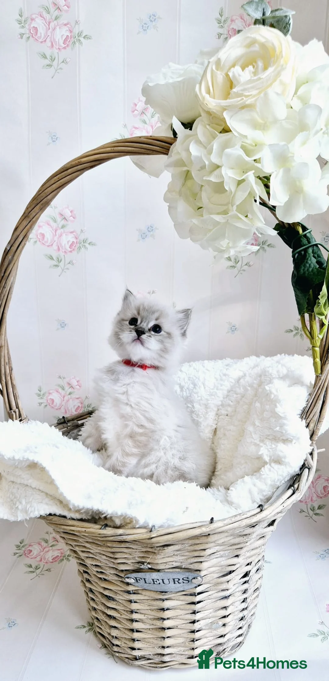 Ragdoll cats for sale: Stunning Purebred Ragdoll Kittens  - Advert 2