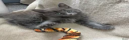 Mixed Breed cats for sale: Russian blue mixed breed kittens  - Advert 6
