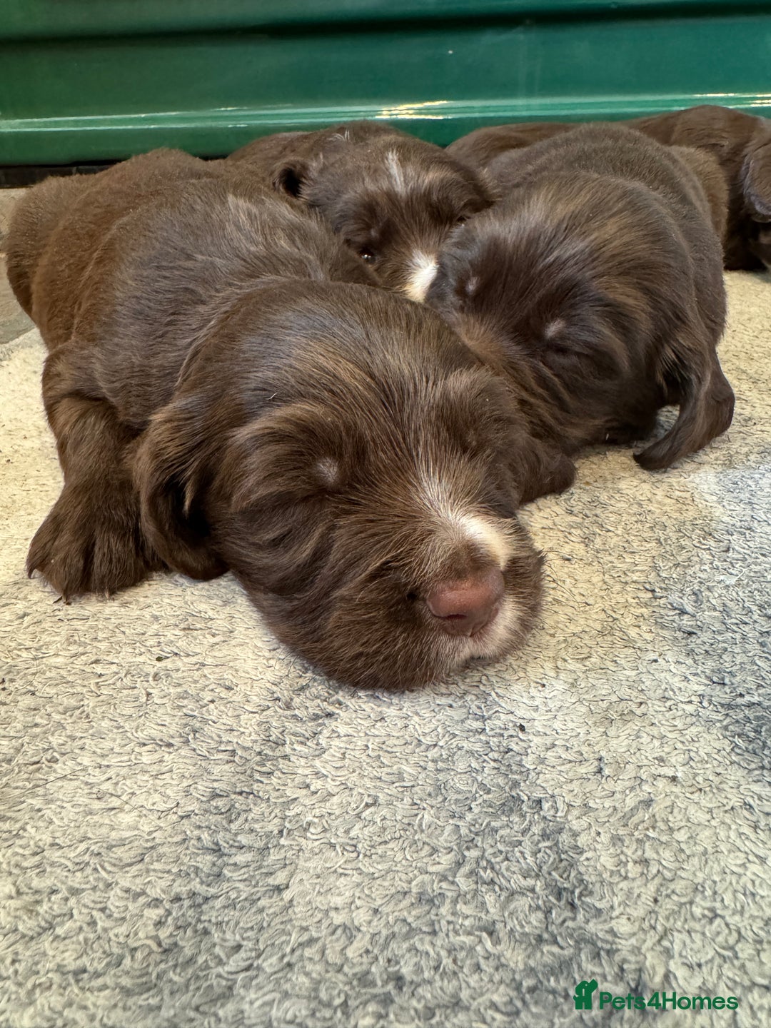 Sprocker dogs for sale: F1 Sprocker puppies liver and white  - Image 6