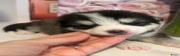 Pomsky dogs for sale: Pomsky Puppy F4 - Advert 14
