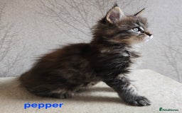 Maine Coon cats for sale: Maine Coon Kittens Tortie/Torbie Russian lines - Image 24
