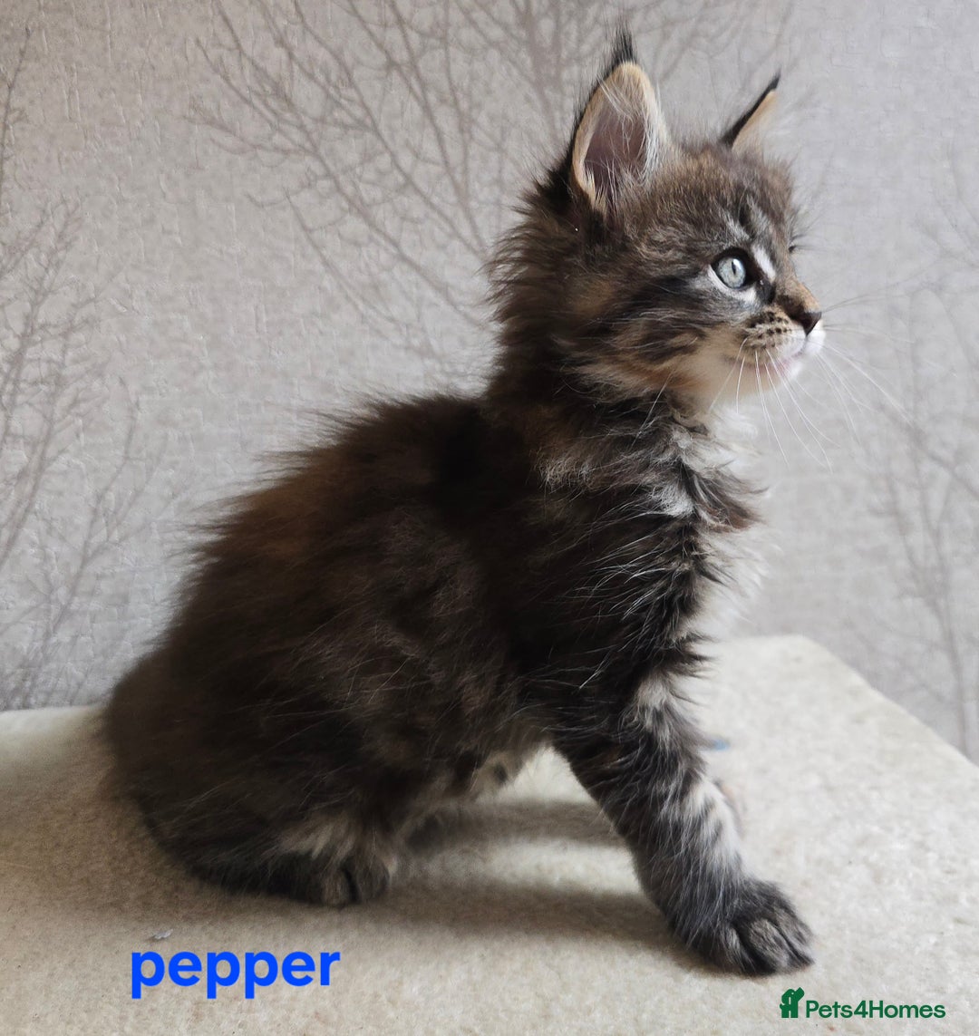 Maine Coon cats for sale: Maine Coon Kittens Tortie/Torbie Russian lines - Image 24
