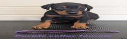 Dobermann dogs for sale: Doberman puppies " all reserved " - Advert 26