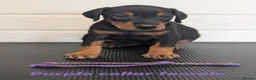 Dobermann dogs for sale: Doberman puppies " all reserved " - Advert 33