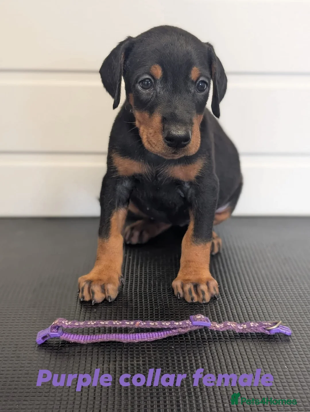 Dobermann dogs for sale: Doberman puppies " all reserved " - Advert 33