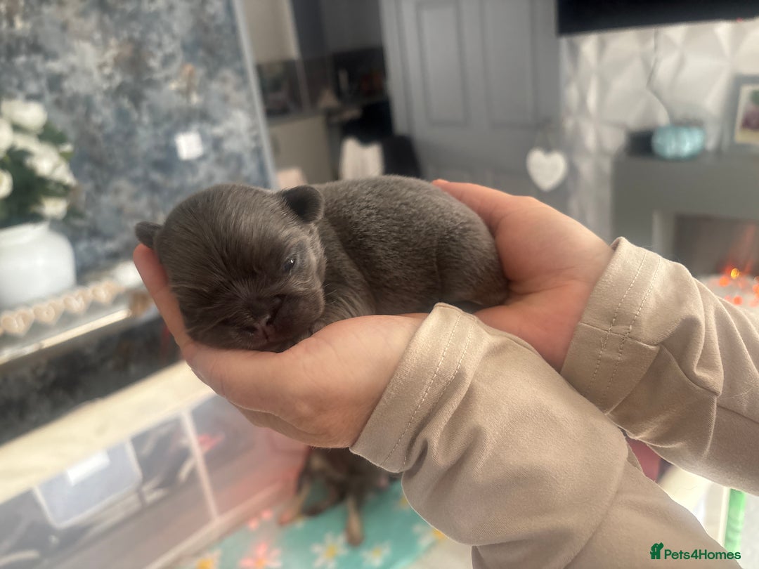 French Bulldog dogs for sale: Fluffy French bulldog  - Image 10