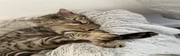 Bengal cats for sale: Silver male Bengal cat  - Advert 5