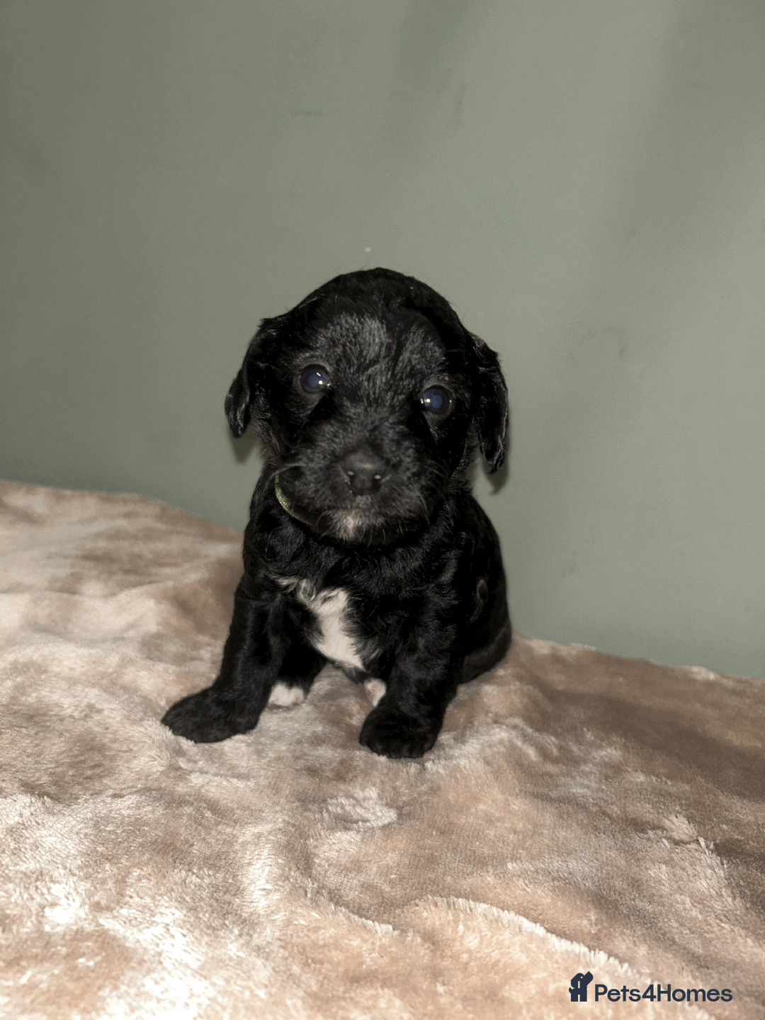 Cavachon dogs for sale: F1 CAVAPOOCHON PUPPIES  - Advert 7