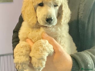 Standard Poodle dogs - Advert 1