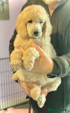 Standard Poodle dogs - Advert 2