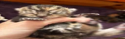 Mixed Breed cats for sale: 🐾💕Beautiful Tabby Kitten💕🐾 - Advert 3