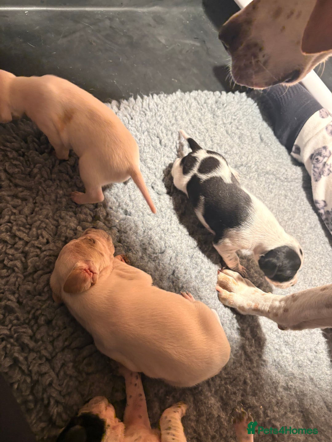 Pointer dogs for sale: Puppies due 20/12 - Advert 3