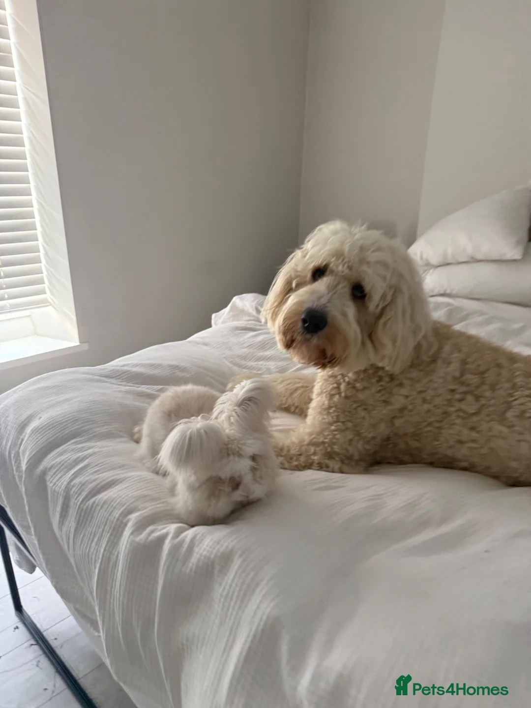 Angora rabbits for sale: Beautiful english angora boy in Harrogate - Advert 3