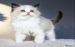 Ragdoll cats for sale: Gentle Ragdoll Kittens  - Image 3
